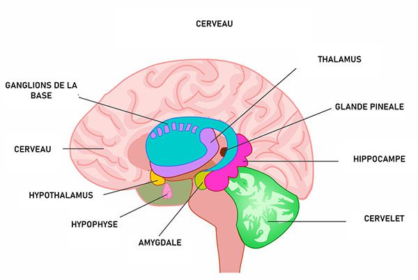 anatomie-cerveau-regulation-sommeil Schéma anatomique du cerveau humain en coupe latérale illustrant les zones clés de la régulation du sommeil, notamment l'hypothalamus, la glande pinéale et le thalamus.